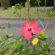 エバンジェリストの画像