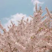 S♡の画像