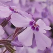なの画像