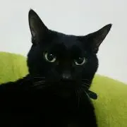 クロネコの画像