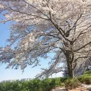 na-naの画像