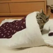 hksの画像