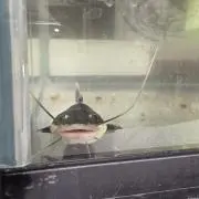 ケン