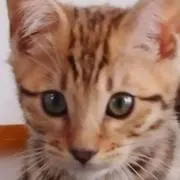 LEO