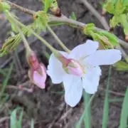 シャインの画像