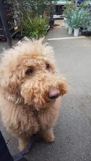 mimoza
