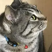 パコ