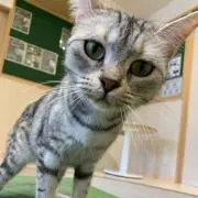 ぱす
