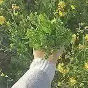 わかばの画像