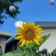 冬