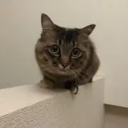 にゃんストーン
