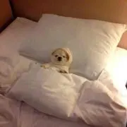 ぽちぇた