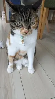 らあこの画像