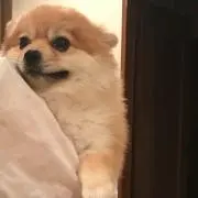 きなこ餅の画像