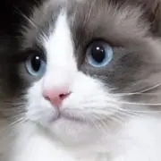 鬼龍院猫丸