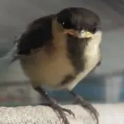 kiyoの画像
