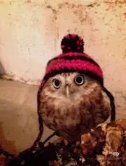 カピバナナの画像