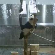 玉子粥の画像