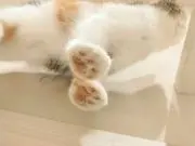 はる