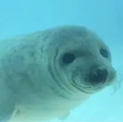 anieの画像