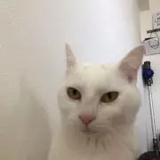 ねこの画像
