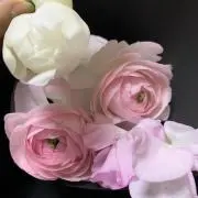 ゆみ