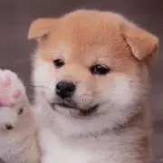 Yuiの画像