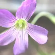 ぱんの画像