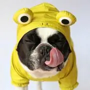 もえちゃん