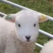 ゆの画像