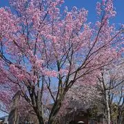 バンまるの画像