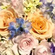 きゃんの画像
