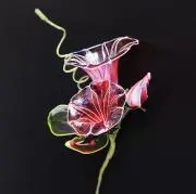 朝顔の画像