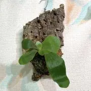 ビカクおじさんの画像
