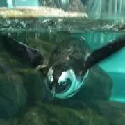 smileの画像