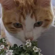 らんちゃんの画像