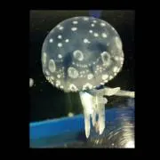 くらげの画像
