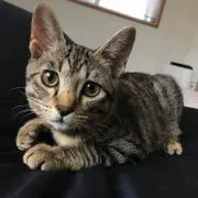 ねこまるの画像