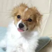 しじみの画像