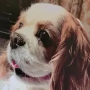 koyo