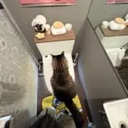 シカノマブタの画像