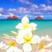 mahalo…⭐︎の画像