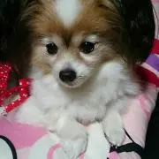 ちゃんなお