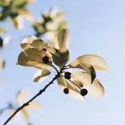 はづきの画像