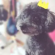 マドレーヌ