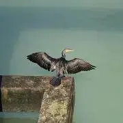 ヒトシの画像