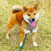 ゆーの画像