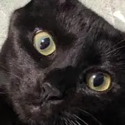 けいちゃまの画像
