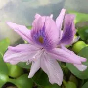 まいごん