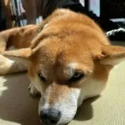 みく